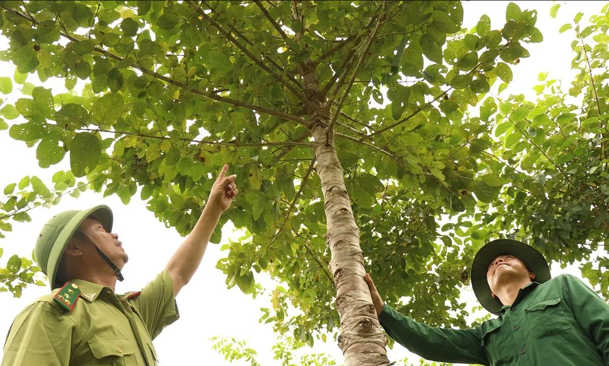 Dak Lak launches forest emissions reduction project